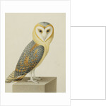A Barn Owl (Tyto Alba) by Nicolas Robert