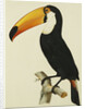 The Toco Toco Toucan (Ramphastos Toco) by Jacques Barraband