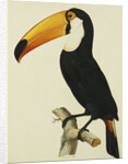 The Toco Toco Toucan (Ramphastos Toco) by Jacques Barraband