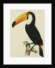 The Toco Toco Toucan (Ramphastos Toco) by Jacques Barraband