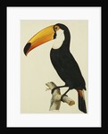 The Toco Toco Toucan (Ramphastos Toco) by Jacques Barraband