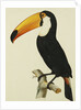 The Toco Toco Toucan (Ramphastos Toco) by Jacques Barraband