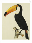The Toco Toco Toucan (Ramphastos Toco) by Jacques Barraband