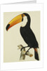 The Toco Toco Toucan (Ramphastos Toco) by Jacques Barraband