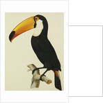 The Toco Toco Toucan (Ramphastos Toco) by Jacques Barraband