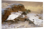 Ptarmigan in the Snow by Archibald Thorburn