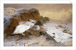 Ptarmigan in the Snow by Archibald Thorburn