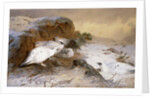 Ptarmigan in the Snow by Archibald Thorburn