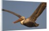 Brown Pelican in flight by Anonymous
