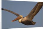 Brown Pelican in flight by Anonymous