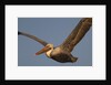 Brown Pelican in flight by Anonymous