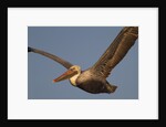 Brown Pelican in flight by Anonymous