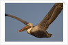 Brown Pelican in flight by Anonymous