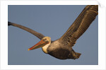 Brown Pelican in flight by Anonymous
