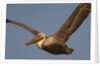 Brown Pelican in flight by Anonymous