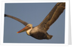 Brown Pelican in flight by Anonymous
