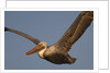 Brown Pelican in flight by Anonymous