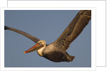 Brown Pelican in flight by Anonymous