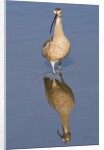 Long-Billed Curlew with reflection by Anonymous