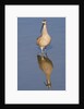 Long-Billed Curlew with reflection by Anonymous