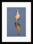 Long-Billed Curlew with reflection by Anonymous