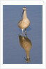 Long-Billed Curlew with reflection by Anonymous