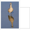 Long-Billed Curlew with reflection by Anonymous
