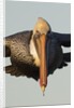 Brown Pelican headon view in flight closeup by Anonymous
