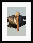 Brown Pelican headon view in flight closeup by Anonymous