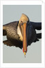 Brown Pelican headon view in flight closeup by Anonymous