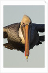 Brown Pelican headon view in flight closeup by Anonymous