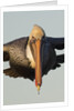 Brown Pelican headon view in flight closeup by Anonymous