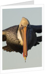 Brown Pelican headon view in flight closeup by Anonymous
