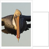 Brown Pelican headon view in flight closeup by Anonymous