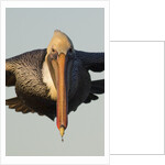 Brown Pelican headon view in flight closeup by Anonymous