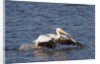 American White Pelican takes off by Anonymous