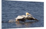 American White Pelican takes off by Anonymous