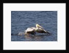American White Pelican takes off by Anonymous