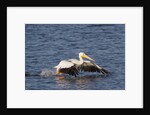 American White Pelican takes off by Anonymous