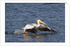 American White Pelican takes off by Anonymous