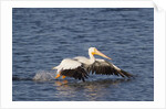 American White Pelican takes off by Anonymous