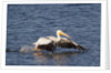 American White Pelican takes off by Anonymous