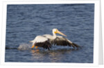 American White Pelican takes off by Anonymous