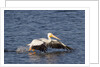 American White Pelican takes off by Anonymous