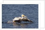 American White Pelican takes off by Anonymous