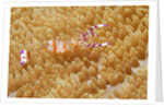 Yellow-Spotted Anemone Shrimp by Anonymous