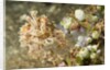 Broadclub Cuttlefish with Tunicates by Anonymous