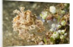 Broadclub Cuttlefish with Tunicates by Anonymous