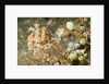 Broadclub Cuttlefish with Tunicates by Anonymous