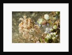 Broadclub Cuttlefish with Tunicates by Anonymous